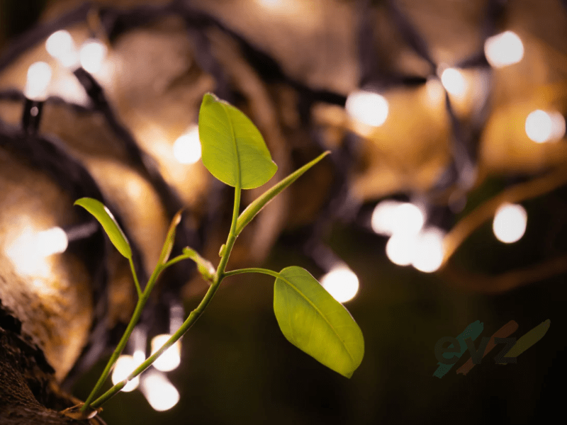 Some Dreams Take&nbsp;Time